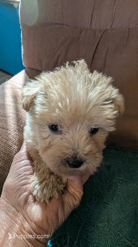 Houdini  – West Highland White Terrier, Poodle - Toy  puppy for sale in Subiaco, AR