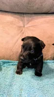 Callum , a male Scottish Terrier for sale in Subiaco, AR – 6 of 8