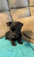 Elsie , a female Scottish Terrier for sale in Subiaco, AR – 3 of 3