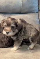 Max, a male Miniature Schnauzer for sale in Subiaco, AR – 3 of 6