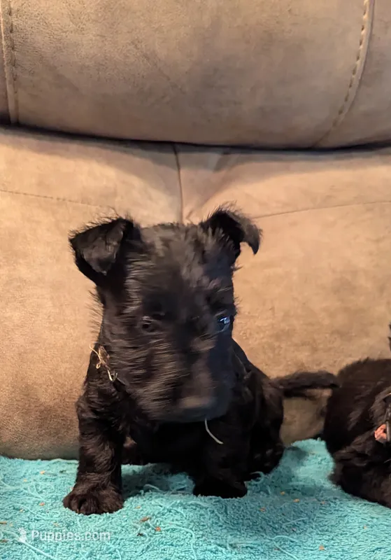 Greer – Scottish Terrier puppy for sale in Subiaco, AR