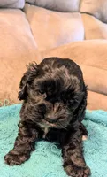 Baby Cakes , a female Cocker Spaniel for sale in Subiaco, AR – 2 of 4