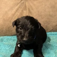 Noah, a male Scottish Terrier for sale in Subiaco, AR – Photo 1 of 2