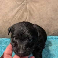 Noah, a male Scottish Terrier for sale in Subiaco, AR – Photo 2 of 2