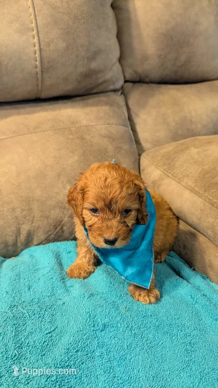 Toto – Cockapoo puppy for sale in Subiaco, AR