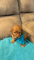 Toto, a male Cockapoo for sale in Subiaco, AR – 1 of 3