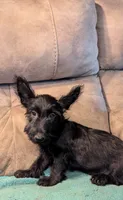 Halie, a female Scottish Terrier for sale in Subiaco, AR – 2 of 5