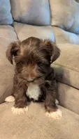 Thor, a male Miniature Schnauzer for sale in Subiaco, AR – 2 of 6