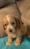 Nemo , a male Cockapoo for sale in Subiaco, AR – 4 of 4