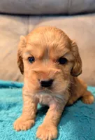 Snoozer , a male Cocker Spaniel for sale in Subiaco, AR – 2 of 4
