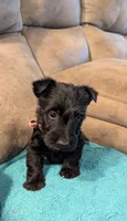 Hilda , a female Scottish Terrier for sale in Subiaco, AR – 2 of 2