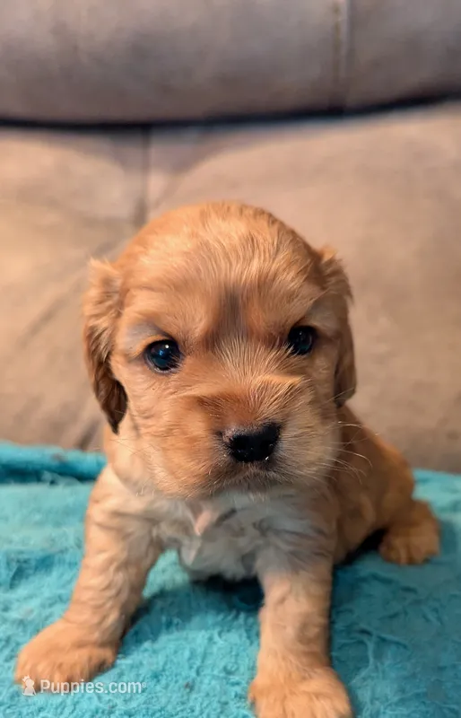 Snoozer  – Cocker Spaniel puppy for sale in Subiaco, AR
