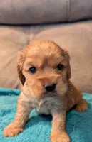 Snoozer , a male Cocker Spaniel for sale in Subiaco, AR – 1 of 4