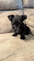 Duffy , a male Scottish Terrier for sale in Subiaco, AR – 2 of 3