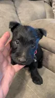 Daisy , a female Scottish Terrier for sale in Subiaco, AR – 3 of 3