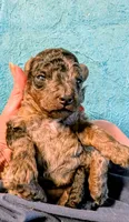 Bluebell , a female Poodle - Miniature  for sale in Subiaco, AR – 3 of 3