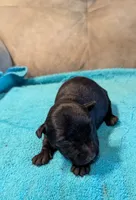 Scooter , a male Scottish Terrier for sale in Subiaco, AR – 3 of 3