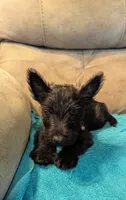 Hamish , a male Scottish Terrier for sale in Subiaco, AR – 2 of 8