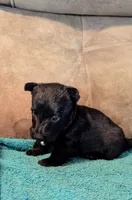 Noah , a male Scottish Terrier for sale in Subiaco, AR – 2 of 7