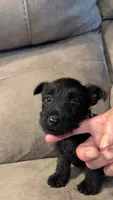 Halie, a female Scottish Terrier for sale in Subiaco, AR – 2 of 2