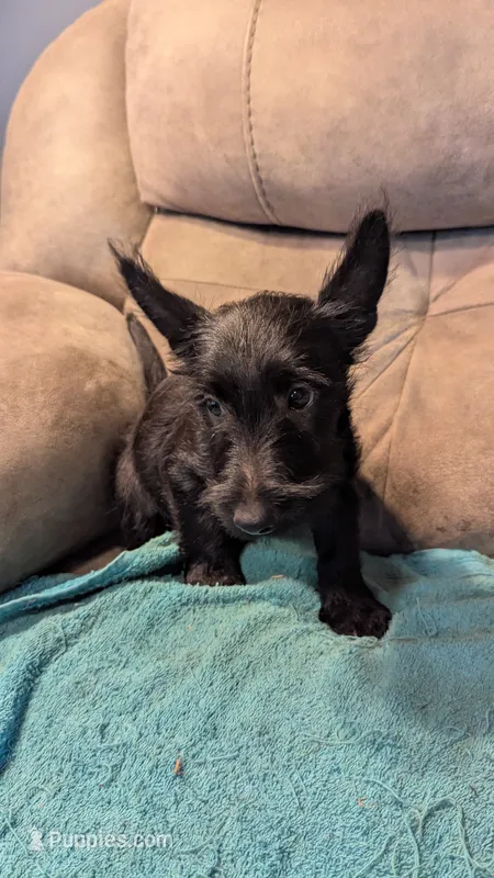 Daisy  – Scottish Terrier puppy for sale in Subiaco, AR