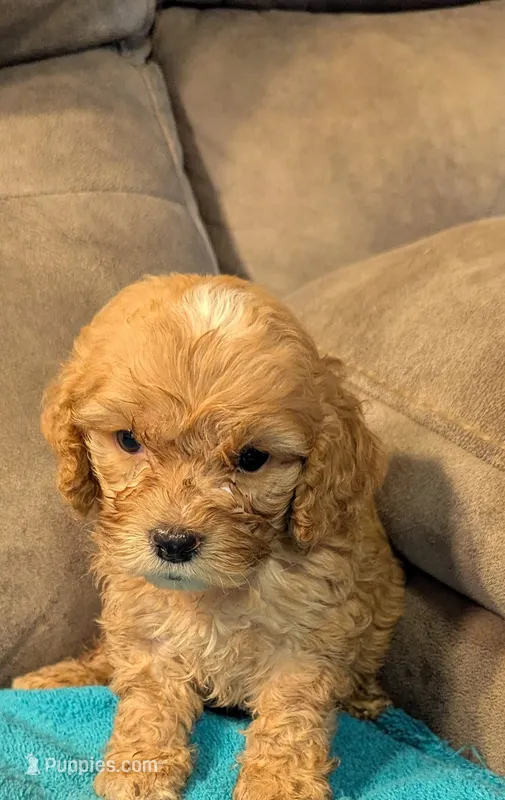 Nixie – Cockapoo puppy for sale in Subiaco, AR