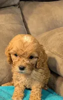 Nixie, a female Cockapoo for sale in Subiaco, AR – 1 of 4