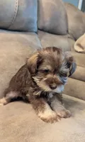 Leif, a male Miniature Schnauzer for sale in Subiaco, AR – 2 of 6