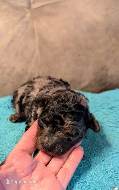 Bluebell , a female Poodle - Miniature  for sale in Subiaco, AR – 1 of 3