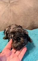 Bluebell , a female Poodle - Miniature  for sale in Subiaco, AR – 1 of 3