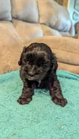 Baby Cakes , a female Cocker Spaniel for sale in Subiaco, AR – 4 of 4