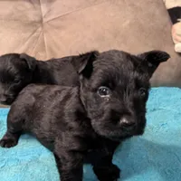 Zuri, a female Scottish Terrier for sale in Subiaco, AR – Photo 4 of 4