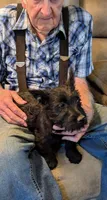 Zuri, a female Scottish Terrier for sale in Subiaco, AR – Photo 2 of 4