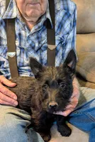 Zuri, a female Scottish Terrier for sale in Subiaco, AR – Photo 3 of 4