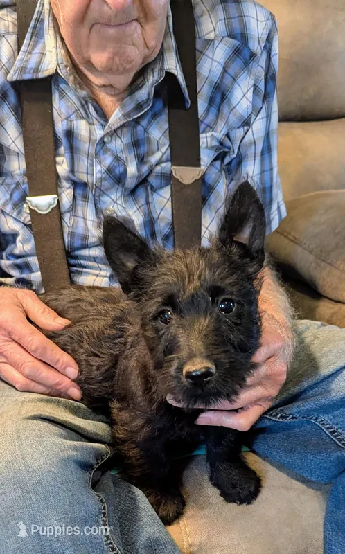 Zuri – Scottish Terrier puppy for sale in Subiaco, AR