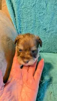 Leif, a male Miniature Schnauzer for sale in Subiaco, AR – Photo 3 of 3