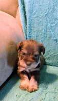 Leif, a male Miniature Schnauzer for sale in Subiaco, AR – Photo 2 of 3