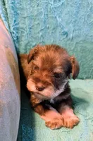 Leif, a male Miniature Schnauzer for sale in Subiaco, AR – Photo 1 of 3