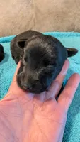 Maggie , a female Scottish Terrier for sale in Subiaco, AR – 7 of 7