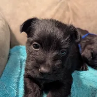 Ridge , a male Scottish Terrier for sale in Subiaco, AR – Photo 1 of 3