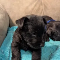 Ridge , a male Scottish Terrier for sale in Subiaco, AR – Photo 2 of 3