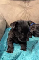 Ridge , a male Scottish Terrier for sale in Subiaco, AR – Photo 2 of 3