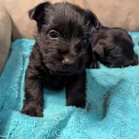 Ridge , a male Scottish Terrier for sale in Subiaco, AR – Photo 3 of 3