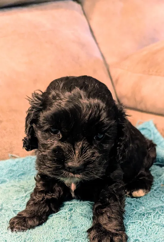 Baby Cakes  – Cocker Spaniel puppy for sale in Subiaco, AR