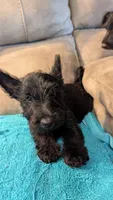 Hamish , a male Scottish Terrier for sale in Subiaco, AR – 8 of 8
