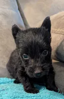 Little Man , a male Scottish Terrier for sale in Subiaco, AR – 3 of 3