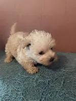 Houdini , a male West Highland White Terrier and Poodle - Toy  for sale in Subiaco, AR – 3 of 3