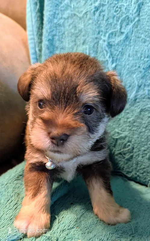 Max – Miniature Schnauzer puppy for sale in Subiaco, AR