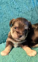 Max, a male Miniature Schnauzer for sale in Subiaco, AR – Photo 3 of 3