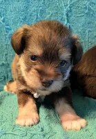 Max, a male Miniature Schnauzer for sale in Subiaco, AR – Photo 2 of 3